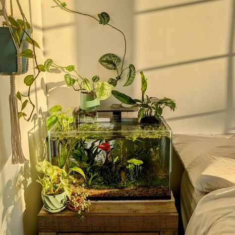 Glowing morning 🌅 #aesthetic #aquarium Plants In Aquarium, Terrarium Aesthetic, Lantern Terrarium, Aquatic Turtle Tank, Goldfish Tank, Fish Tank Themes, Fish Tank Terrarium, Fish Tank Design, Fresh Water Fish Tank