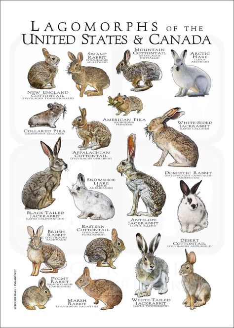 Animals Name List, Rabbit Species, American Pika, Tiny Baby Animals, Animal Infographic, Snowshoe Hare, Wild Hare, Rabbit Breeds, Wild Rabbit