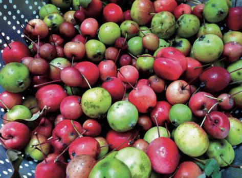 Crab Apples, Chelsea Green, Crabapple Tree, Integrative Health, Wood Fired Oven, Natural Building, Crab Apple, Apple Tree, Organic Farming