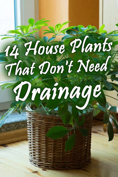 14 House Plants That Don’t Need Drainage – Garden Tabs Plants For Shallow Pots, House Plants Decor Ideas, Plant Drainage Ideas, Plants That Dont Need Drain Holes, Outdoor Greenery, Garden Inside House Ideas, Plants That You Cant Kill, Potting Plants, Types Of House Plants