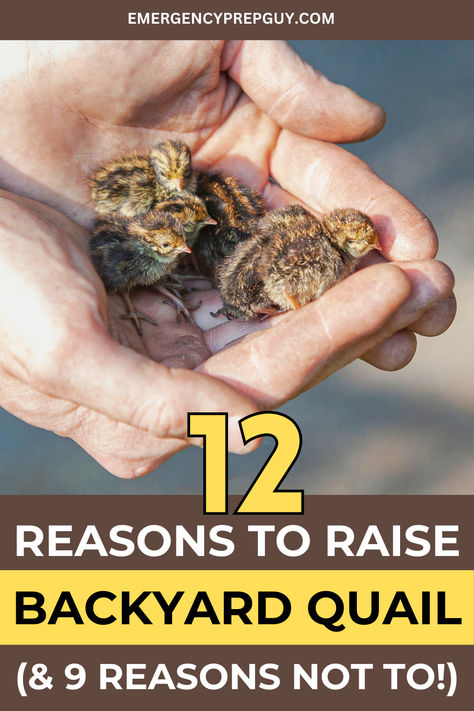 This image features a person's hand gently cradling several tiny quail chicks, highlighting the nurturing aspect of raising quail and the joys of backyard animal husbandry. Quale Bird, How To Care For Quail, Quail Outdoor Habitat, Quail Vs Chicken, How To Keep Quail, Quail Coop Ideas Diy Outdoor, How To Raise Quail, Quail Run Ideas, Raising Quail For Eggs