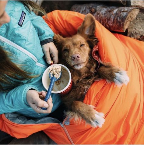 Camping Aesthetic, Adventure Aesthetic, Dog Adventure, Camping With Kids, Camping Car, Go Camping, Tag A Friend, Camping Trips, Dog Life