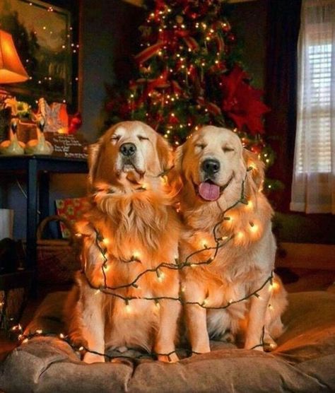 Chien Golden Retriever, Golden Retriever Mix, Funny Animal Photos, Dog Ideas, 판타지 아트, Golden Retrievers, Animal Photo, Great Dane, Funny Cartoon