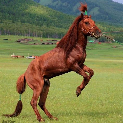 Mongolian Horse, Horses Breeds, Horse Poses, Horse Reference, Dragon Ball Wallpaper Iphone, Sneak Attack, Beautiful Horse Pictures, Beautiful Arabian Horses, Kingdom Animalia