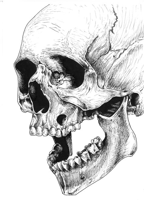 Pencil Skull Drawing, Skull Art Realistic, Skull Drawing Realistic, Ink Skull Drawing, Screaming Skull Drawing, Skull Yelling, Skull Ink Drawing, Skull Pencil Drawings, Skull Reference Drawing