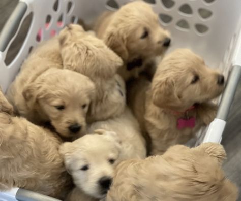 Double Doodle Litter of 5 Puppies FOR SALE near CRIDERSVILLE, Ohio, USA. Gender: Female. Age: 5 Weeks Old. Nickname: Litter of 5 on PuppyFinder.com. ADN-378434 Double Doodle Puppies, Double Doodle, Puppy Litter, Litter Of Puppies, Doodle Mom, Mini Doodle, Doodle Puppy, Goldendoodle Puppy, Ohio Usa