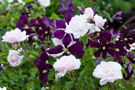 Roses Growing, Pruning Roses, Gothic Garden, Gladioli, Garden Vines, Cottage Garden Plants, Flower Garden Design, Growing Roses, Have Inspiration