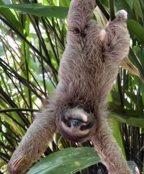 Sloth Aesthetic, Pictures Of Sloths, Sloth Photos, Cute Sloth Pictures, Sloth Drawing, Sloth Tattoo, Sloth Life, Sloth Art, Sloth Lovers