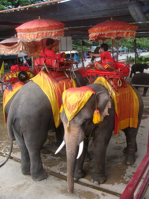 Elephant Riding in Ayutthaya, Thailand [In Tapioca Fire, the elephants travel through the jungle outside Chiang Rai] http://www.amazon.com/Tapioca-Fire-Suzanne-Gilbert/dp/1492701173/ref=tmm_pap_title_0?ie=UTF8&qid=1385921387&sr=1-1 Elephant Riding, Ayutthaya Thailand, Elephant Ride, Chiang Rai, Travel Fun, Bucket List, Thailand, Elephant, The Outsiders