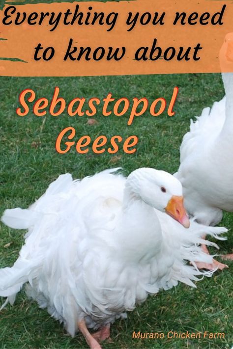 Beautiful goose with white fluffy feathers Different Types Of Geese, Goose Pen Ideas, Goose Enclosure, Goose House Ideas, Geese Coop, Geese House, Goose Breeds, Raising Geese, Cottage Homestead