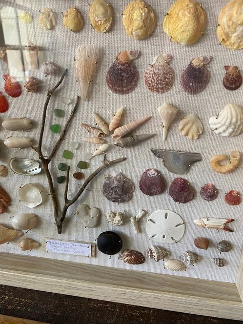 BEACH Shadowbox Collage Shells Sea Glass Coral Beach Treasure Palm Beach Florida,handmade Unique Wedding Gift 15x12,new Frame,dad Gift - Etsy Seashell Shadow Boxes, Shell Creations, Glass Coral, Shell Display, Coral Beach, Frame Christmas, Driftwood Projects, New Frame, Sea Shell Decor