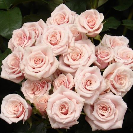 <p> Majolika Pink - beautiful Vintage, Dusky Pink Spray Roses - wholesaled in 100 stem wraps.</p> Wedding Flowers Pink, Pink Centerpieces, Light Pink Wedding, Rose Varieties, Types Of Roses, Light Pink Rose, Florist Supplies, Pink Wedding Flowers, Flowers Delivered