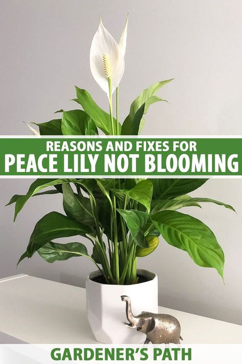 A close up vertical image of a peace lily in full bloom growing in a small white pot set on a white shelf with a model elephant next to it. To the center and bottom of the frame is green and white printed text. How To Make Peace Lily Bloom, Pink Peace Lily, Peace Lily Indoor, Peace Lily Plant Care, Lilly Plants, Peace Lily Flower, Peace Lily Care, Peace Plant, Lily Plant Care