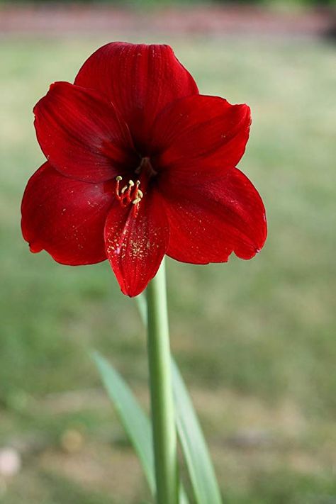 Red Amaryllis, Clever Packaging, Amaryllis Flowers, Amaryllis Bulbs, Red Lily, Red Blossoms, Red Lion, Bulb Flowers, Planting Bulbs