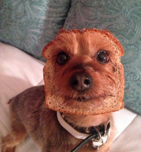 Dog who is also a loaf of whole wheat bread. - 35 Dogs That Will Make Your Day Instantly Better Cairn Terriers, Dog Shaming, Jokes Funny, Sleeve Tattoo, Bones Funny, I Love Dogs, Funny Cute, Trivia, Animals And Pets