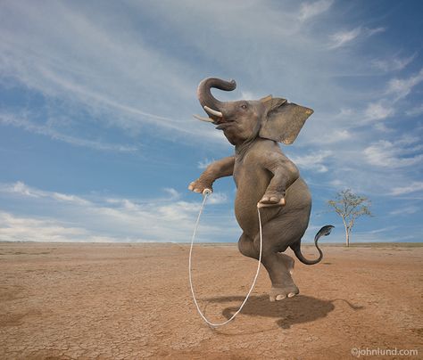 An elephant is jumping rope on a vast plain in a demonstration of surprising skill, agility, balance and unexpected vitality in a compelling... Funny Elephant, Rope Pulls, Elephant Pictures, Elephants Photos, Jumping Rope, Bust A Move, Good Buddy, Hyena, Jump Rope