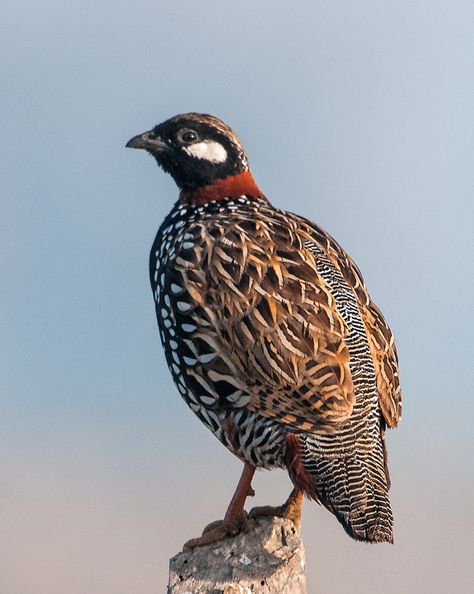 Black Partridge (Francolinus francolinus) is the State Bird of the Indian State of Haryana. It is a member of the Pheasant family and is, like a typical member of the Phasianidae pretty colourful with black and brown plumage with some white also. The a resident of Northen India. The interesting three syllable call, heard during mornings and evenings is interpreted differently by different people. Some say the call means "Subhan teri Kudrat" other say it mens "Paan beedi cigarette" Northern Flicker Bird, Burleigh Blue Asiatic Pheasant, Indian Fantail Pigeon, Malayan Peacock Pheasant, Wild Animals Videos, Green Pheasant Japan, State Birds, Game Birds, Partridge