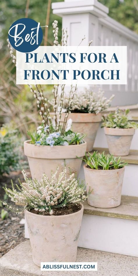 Choosing the best plants for a front porch can set the perfect tone for your home’s entrance. Hardy perennials, potted succulents, or flowering annuals add beauty and charm, no matter the season. With the right care, these plants will thrive outdoors and keep your space fresh all year. Give your front porch a natural boost with the perfect plant choices! #porchplants #greenliving #curbappeal Entrance Pot Plants, Best Flowers For Pots Front Porches, Best Porch Plants, Outdoor Spaces Ideas, Front Porch Plants, Family Gardening, Front Porch Planters, Porch Plants, Potted Succulents