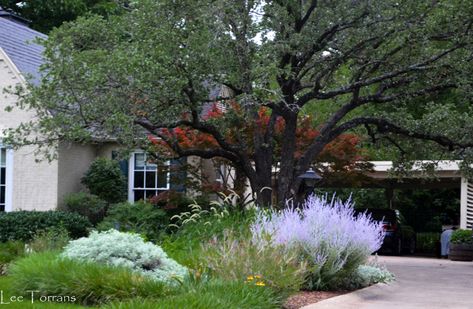 Texas Native Plants Landscaping, Shade Perennial Garden, Full Sun Landscaping, Yellow Perennials, Backyard Flowers Beds, Native Plant Landscape, Texas Landscaping, Texas Native Plants, Lee Ann