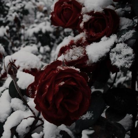 Blood Art, Rosé Aesthetic, Nothing But Flowers, Dark Feminine Aesthetic, Gothic Aesthetic, Story Board, Goth Aesthetic, Fantasy Aesthetic, Winter Aesthetic