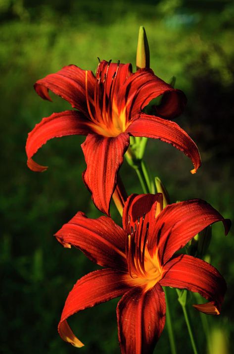 Fire Lily Flower, Fire Lily Aesthetic, Fire Lily Tattoo, Atla Fashion, Lily Flower Aesthetic, Lilly Flower Drawing, Lily Aesthetic, Red Lily Flower, Flower Gardening Ideas