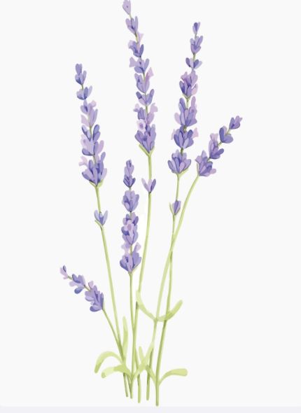 Flower Vector Png, Plant Clips, Watercolor Flower Background, Flower Vector, Flower Outline, Blue Sky Background, Lavender Flower, Lavender Plant, Cat Air