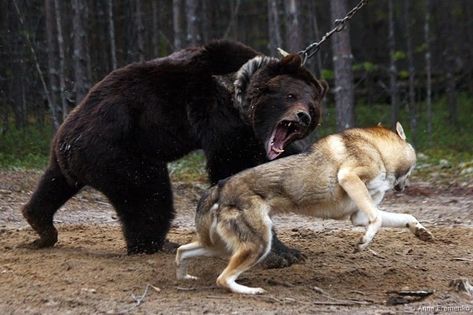 Moscow Watchdog, Siberian Laika, Russian Dogs, Wolf Hunting, Dog Wolf, Scene Ideas, Bear Photos, Cute Dog Pictures, Hunting Dog