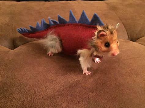 Dinosaur Halloween Costume, Dinosaur Halloween, Pet Rat, Cute Hamster, Halloween Costume, Fan, Halloween, Blue