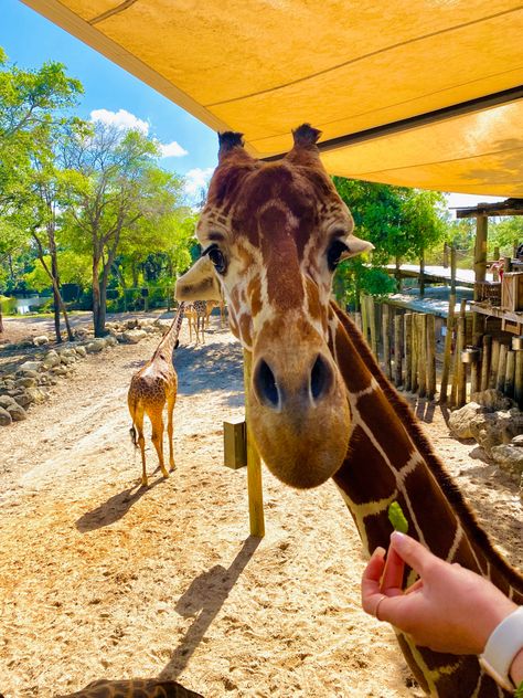 Zoo Day, Zoo Trip, Lovers Day, Summer Bucket Lists, Summer Bucket, Family Day, Bucket List, Vision Board, Travel