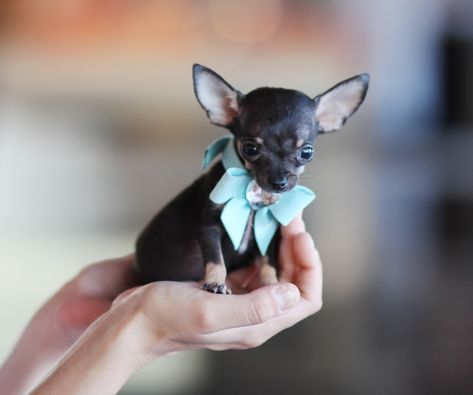 ♥♥♥ Teacup Chihuahua! ♥♥♥ Bring This Perfect Baby Home Today! Call 954-353-7864 www.TeacupPuppiesStore.com <3 <3 <3 TeacupPuppiesStore - Teacup Puppies Store Tea Cup Puppies Store - TeacupPuppiesStore.com Small Chihuahua, Teacup Chihuahua Puppies, Baby Chihuahua, Chihuahua Puppies For Sale, Chihuahua Puppy, Teacup Chihuahua, Cute Chihuahua, Chihuahua Love, Teacup Puppies