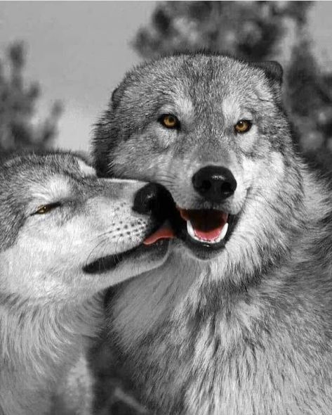 Couple goals, right🤣❤? Rate 1-10 🔥@magnificent_wolves @magnificent_wolves . Who else loves these beautiful animals? Tag them!  Follow… Lup Singuratic, Wolf Husky, Tattoos Men, Wolf Photos, Wolf Love, Wild Wolf, Animals Pictures, Wolf Pictures, Beautiful Wolves