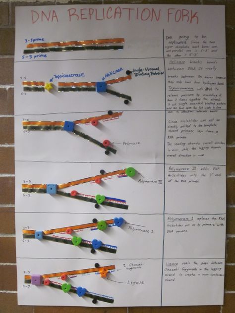 DNA Replication Poster Dna Activities, Dna Facts, Biology Activity, Molecular Genetics, School Biology, Biology Resources, Dna Replication, Biology Classroom, High School Biology