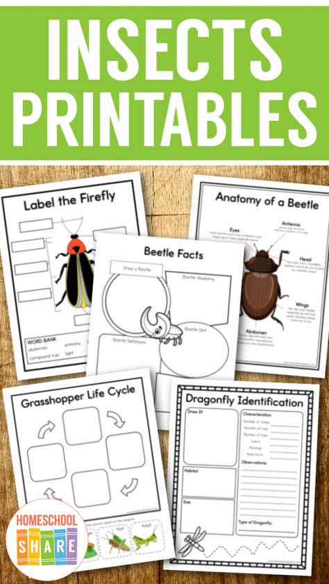 Insect Activities 3rd Grade, Homeschool Insect Unit, Insects Unit Study, Insect Unit Study Elementary, Insect Parts Free Printable, Parts Of An Insect Printable, Insect Life Cycle Preschool, Bug Unit Study, Arthropods Activities