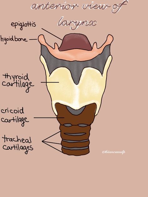 Throat Anatomy Drawing, Ear Anatomy Drawing Medical, Speech Pathology Anatomy, Larynx Anatomy Drawing, Larynx Drawing, Pathology Notes, Larynx Anatomy, Nursing Anatomy, Speech Language Pathology Grad School