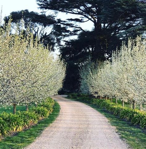 Country Driveway Entrance, Cottage Driveway, Estate Driveway, Colorado Landscaping, Acreage Landscaping, Driveway Entrance Landscaping, Landscaping Along Fence, Farm Entrance, Tree Lined Driveway