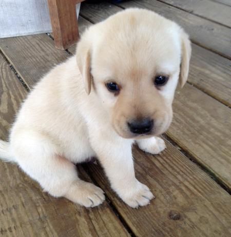 Labrador Retriever puppy - too cute Labrador Puppy Training, Labrador Noir, Chocolate Labrador Retriever, Lab Puppy, Labrador Retriever Puppies, Chocolate Labrador, Lab Puppies, Labrador Puppy, Chocolate Lab