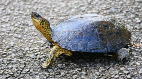 Spotted-legged Turtle (Rhinoclemmys punctularia) crossing … | Flickr Wikimedia Commons, The Road, France, Road, Animals