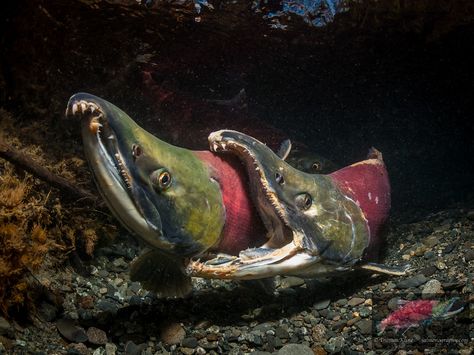 Aggressive behavior of male Sockeye Salmon (Oncorhynchus nerka) competing for the same female. Underwater view in an Alaskan stream during autumn. Catfish Photography, Sockeye Salmon Fish, Sheepshead Fish, Salmon Sockeye, Salmon Fish Animal, Sockeye Salmon Photography, Fish Creature, Salmon Animal, Fish Fursona