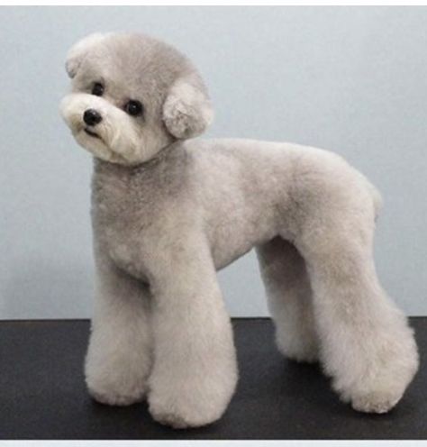 Poodle Trim Styles, Toy Poodle Aesthetic, Toy Poodle Haircut Teddy Bears, Poodle Teddy Bear Cut, Toy Poodle Haircut, Poodle Haircuts, Goldendoodle Haircuts, Goldendoodle Grooming, Puppy Haircut