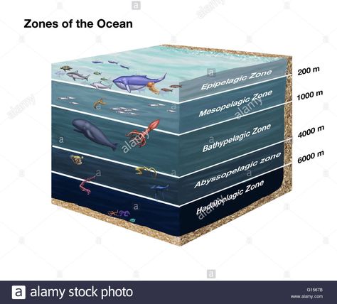 Ocean Diagram, Zones Of The Ocean, Ocean Zones, Ocean Poster, Dinosaur Tracks, Blue Food Coloring, History Images, History Of Science, Art Print Display