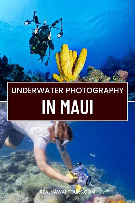 Capture the beauty of underwater photography in Maui! Dive into crystal-clear waters, explore vibrant coral reefs, and photograph stunning marine life. Perfect for adventurers and photography enthusiasts looking to document Maui's underwater wonders. Maui Travel Guide, Maui Itinerary, Maui Travel, Coral Reefs, Crystal Clear Water, Underwater Photography, Coral Reef, Marine Life, Maui