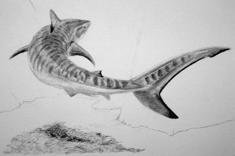 Practise Drawings, Tiger Shark Drawing, Shark Sketch, Water Tattoos, Hai Tattoo, Ocean Ideas, Chameleon Art, Ocean Drawing, Shark Drawing