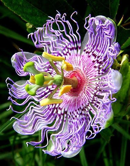 . Passionfruit Flower, Passion Fruit Flower, Passion Flowers, Strange Flowers, Flora Flowers, Succulent Garden Diy, Unusual Plants, Unusual Flowers, Beautiful Orchids