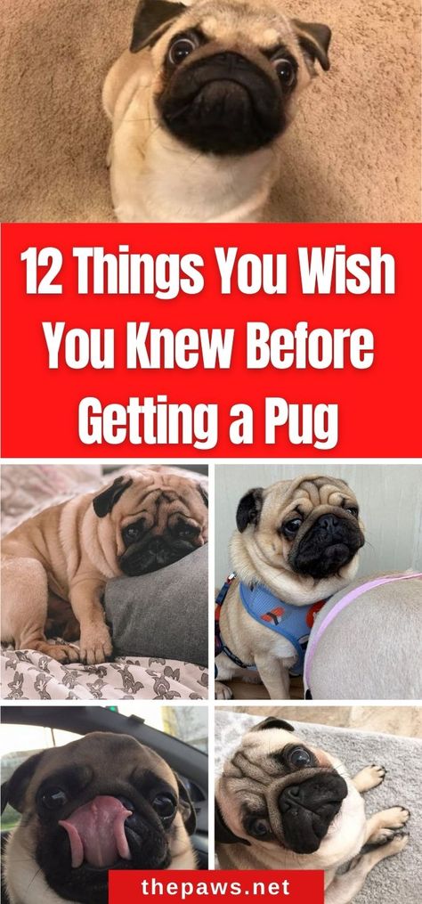 If you are a pug parent, you'll surely relate to these 12 things you wish you knew. But if you are still planning, this might be helpful! Teacup Pug Puppies, Pug Training, Funny Talking Dog, Pug Facts, Teacup Pug, Pug Accessories, Pug Cartoon, Cute Pug Puppies, Pug Dogs