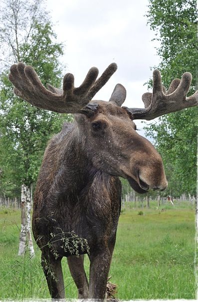 Smile Moose Side Profile, Princess Cruises Alaska, Alaska Cruises, Moose Pictures, Animals With Horns, Moose Deer, Bull Moose, Deer Family, Hey Handsome