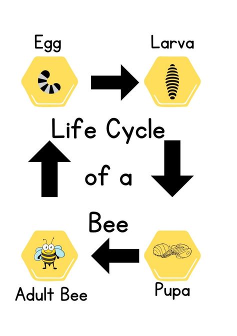 This Learning & School item is sold by BacktoPreschool. Ships from United States. Listed on Mar 12, 2023 Life Cycle Of A Bee, B Is For Bee, Hibernation Preschool Activities, Hibernation Preschool, Insects Preschool, Bee Themed Classroom, Bee Activities, Bee Classroom, Preschool Units