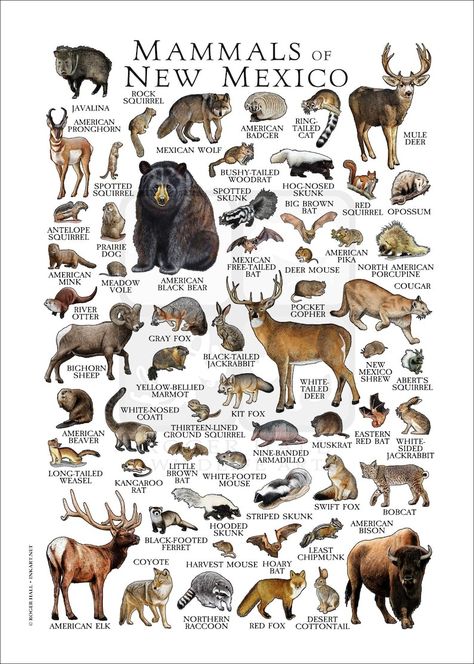 Animal Types, Zoo Project, Science Images, North American Animals, Christmas History, Conservation Biology, American Animals, Big Animals, Animal Activities