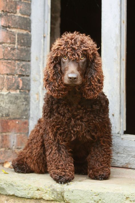 Irish Water Spaniel Dogs Dog Breeds That Dont Shed, Water Spaniel, Hypoallergenic Dog Breed, Irish Water Spaniel, American Water Spaniel, Hypoallergenic Dogs, Spaniel Puppies, Water Dog, Spaniel Dog