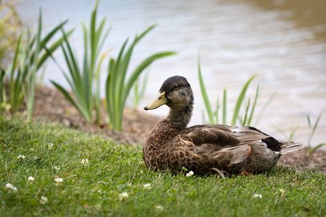 sitting duck | taryntella2 | Flickr Duck Sitting, Sitting Duck, Beautiful Flowers, Art Reference, Cute Animals, Birds, Photography, Animals