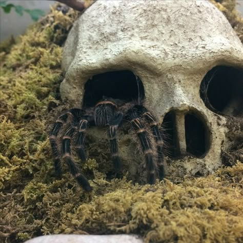 Tarantula Enclosure Ideas Terrestrial, Tarantula Aesthetic, Tarantula Enclosure Ideas, Tarantula Terrarium, Tarantula Habitat, Tarantula Enclosure, Pet Tarantula, Gecko Terrarium, Pink Floyd Art